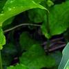 Hosta tardiana 'Paradise Joyce', leaves