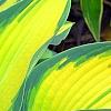Hosta tardiana 'Paradise Joyce', leaves