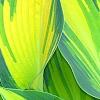 Hosta tardiana 'Paradise Joyce', leaves