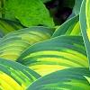 Hosta tardiana 'Paradise Joyce', leaves