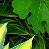 Hosta tardiana 'Paradise Joyce', leaves