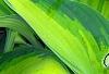 Hosta tardiana 'Paradise Joyce', leaves