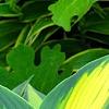 Hosta tardiana 'Paradise Joyce', leaves