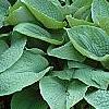 Hosta 'True Blue', habit
