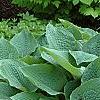 Hosta 'True Blue', habit