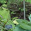 Hosta 'True Blue', habit