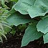 Hosta 'True Blue', habit