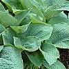Hosta 'True Blue', habit