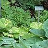 Hosta 'True Blue', habit