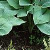 Hosta 'True Blue', habit