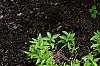 Hosta 'True Blue', habit