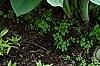 Hosta 'True Blue', habit