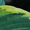 Hosta 'Twilight', leaves