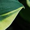 Hosta 'Twilight', leaves