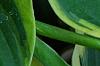 Hosta 'Twilight', leaves
