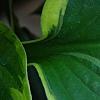 Hosta 'Twilight', leaves