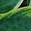 Hosta 'Twilight', leaves