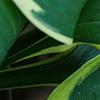 Hosta 'Twilight', leaves