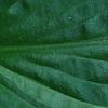 Hosta 'Twilight', leaves
