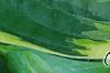 Hosta 'Twilight', leaves