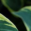 Hosta 'Twilight', leaves
