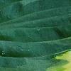 Hosta 'Twilight', leaves