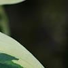 Hosta 'Twilight', leaves