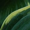 Hosta 'Twilight', leaves