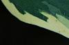 Hosta 'Twilight', leaves