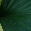 Hosta 'Twilight', leaves