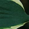 Hosta 'Twilight', leaves
