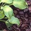 Hosta 'Vanilla Cream', habit