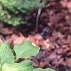 Hosta 'Vanilla Cream', habit