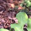 Hosta 'Vanilla Cream', habit