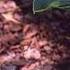 Hosta 'Vanilla Cream', habit