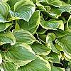 Hosta ventricosa 'Aureomarginata', habit