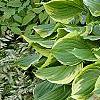 Hosta ventricosa 'Aureomarginata', habit