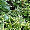 Hosta ventricosa 'Aureomarginata', habit