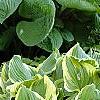 Hosta ventricosa 'Aureomarginata', habit