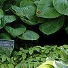 Hosta ventricosa 'Aureomarginata', habit