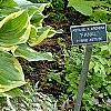 Hosta ventricosa 'Aureomarginata', habit