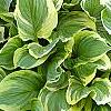 Hosta ventricosa 'Aureomarginata', habit