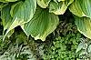 Hosta ventricosa 'Aureomarginata', habit