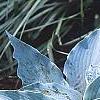 Hosta 'Winfield Blue', habit
