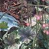Hosta 'Winfield Blue', habit