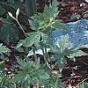 Hosta 'Winfield Blue', habit