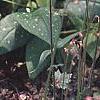 Hosta 'Winfield Blue', habit