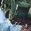 Hosta 'Winfield Blue', habit