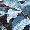 Hosta 'Winfield Blue', habit