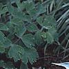 Hosta 'Winfield Blue', habit